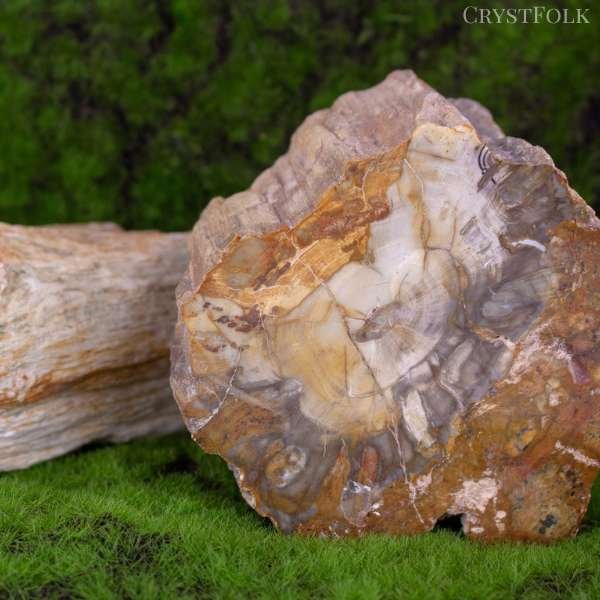 petrified wood crystal meaning